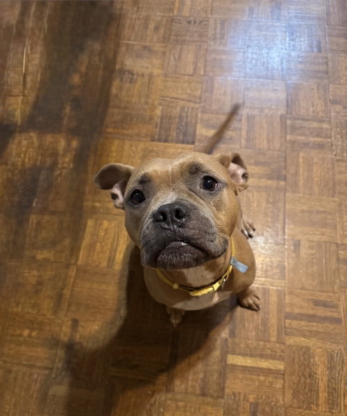 Photo 6 of Nugget
