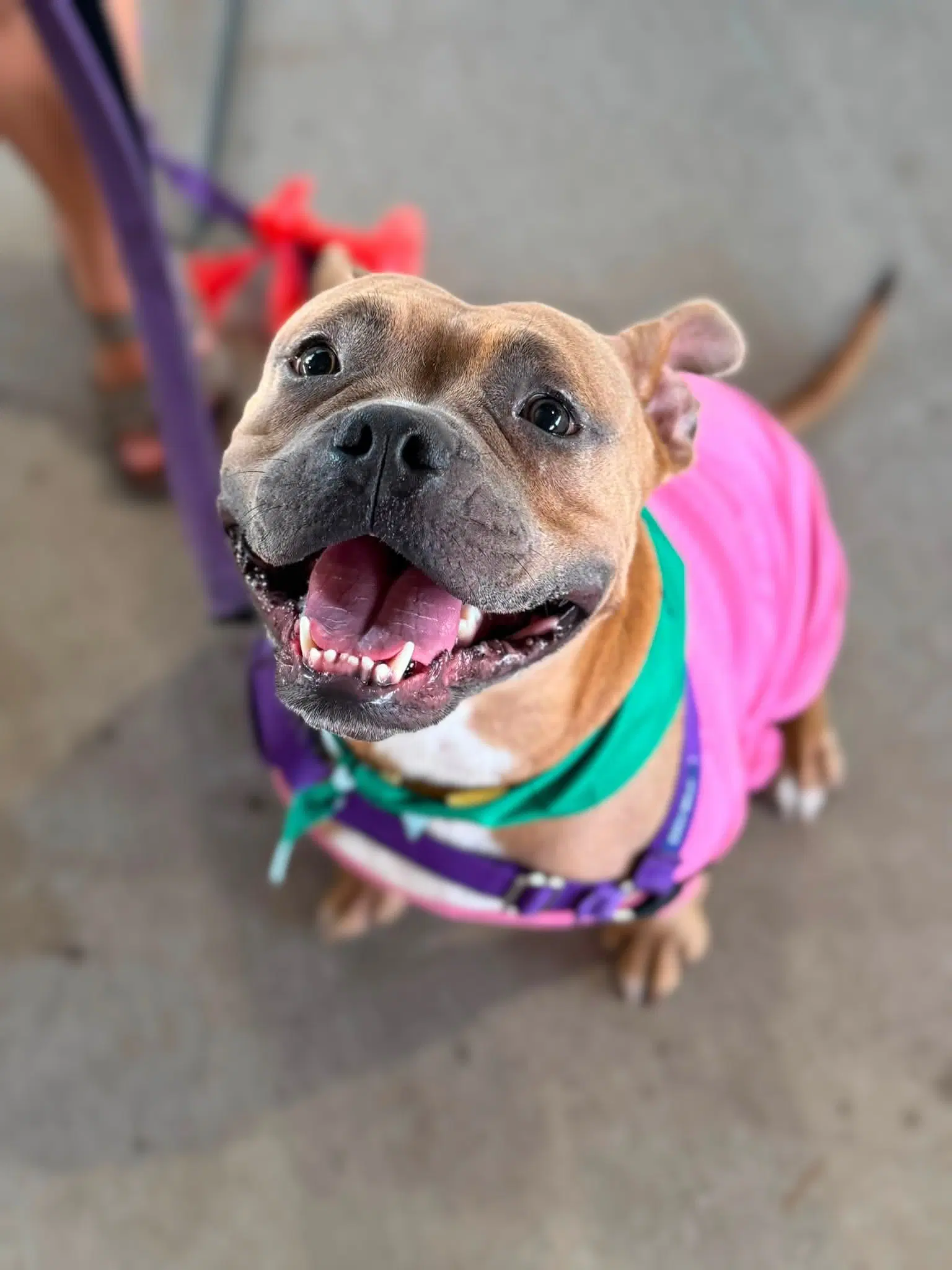 Nugget - American Staffordshire Terrier