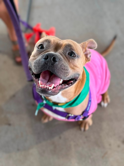 Nugget, a dog for adoption from Pawfect Match Rescue