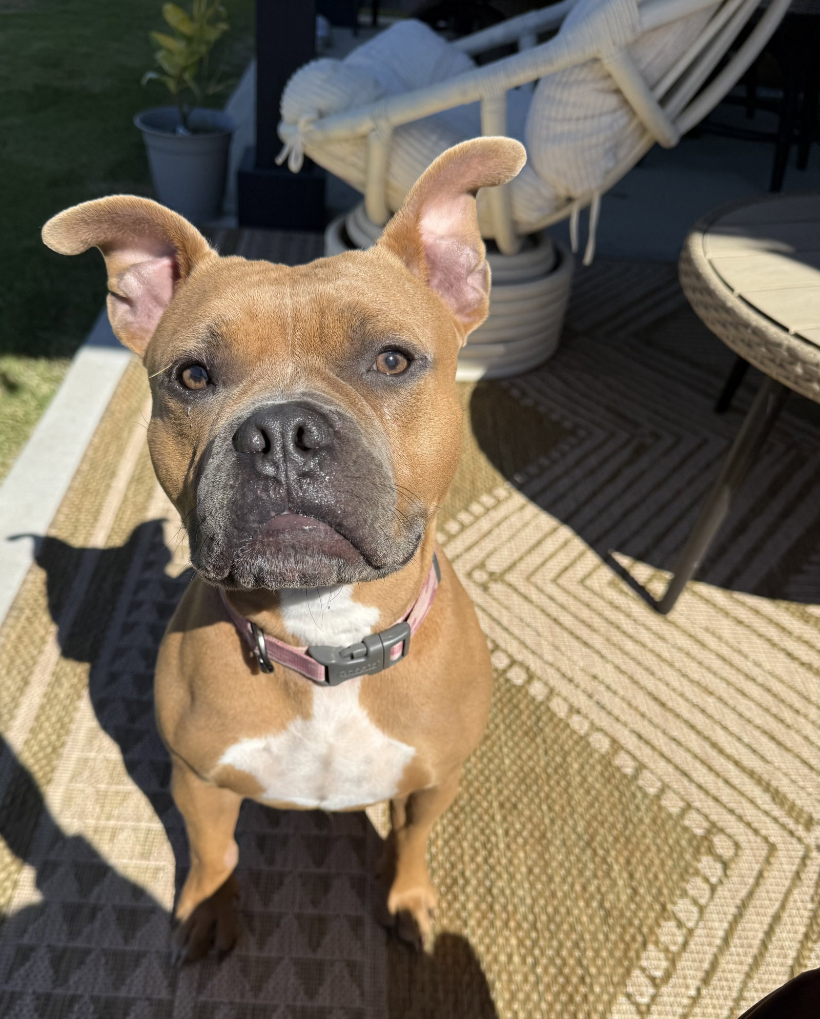 Nugget, photo 9