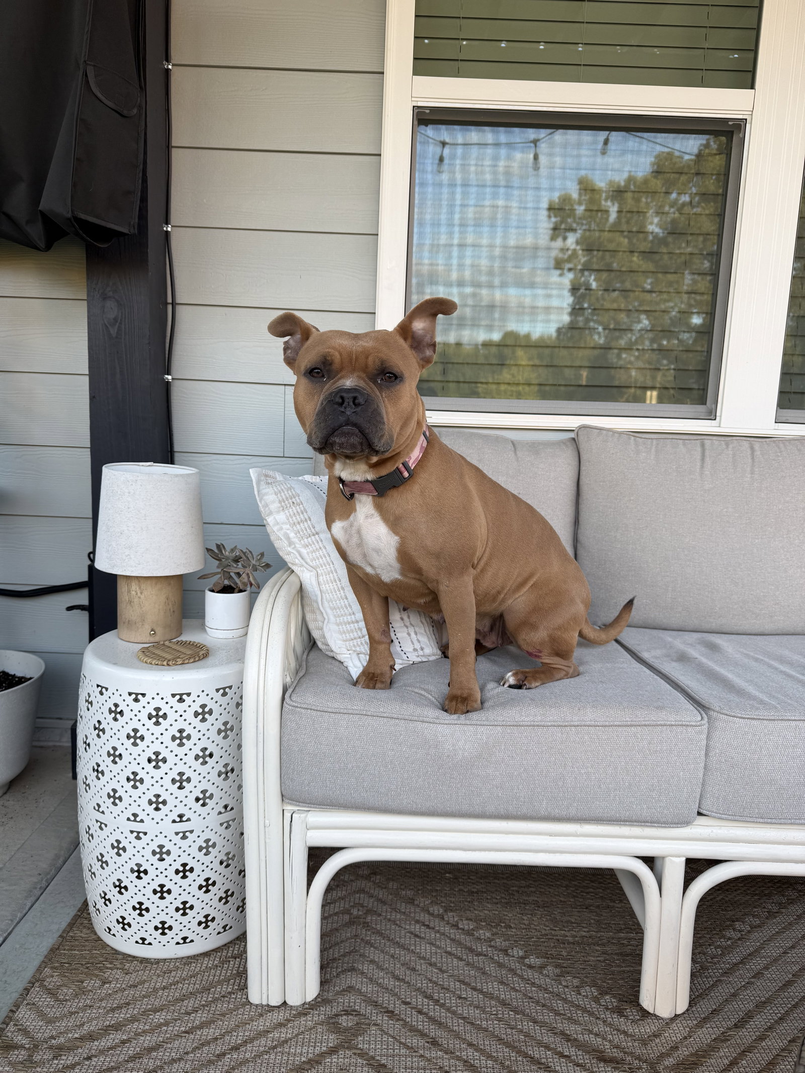Nugget, photo 10