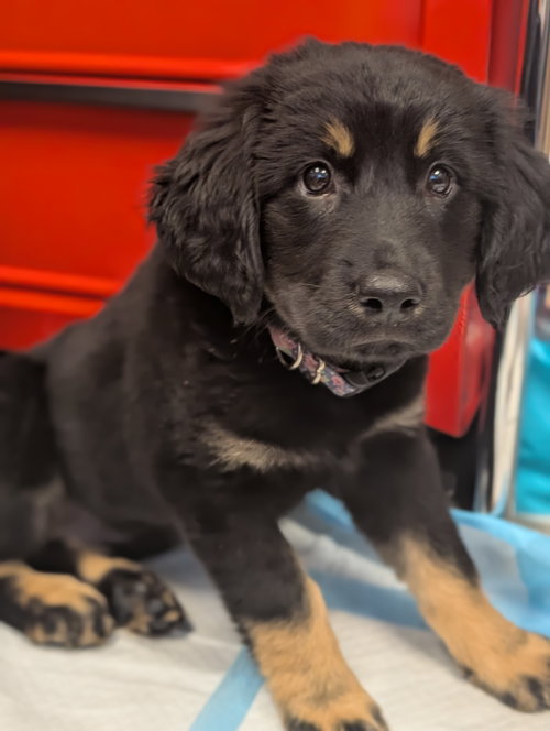 Opalite - Life of a Showgirl Litter