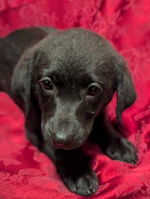 Ruin - Life of a Showgirl Litter, an adoptable Labrador Retriever in Holly Springs, NC