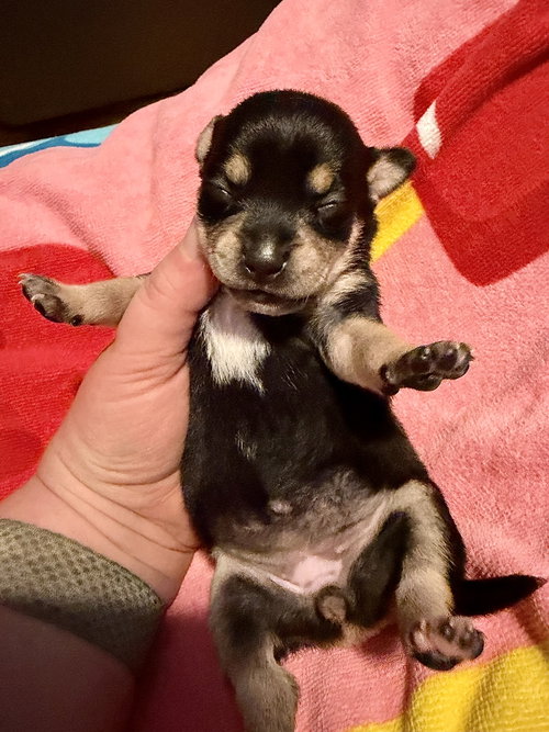 Estrella photo 4