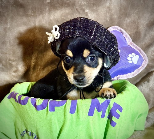 Estrella - Cira's Litter, an adoptable Rat Terrier in Holly Springs, NC