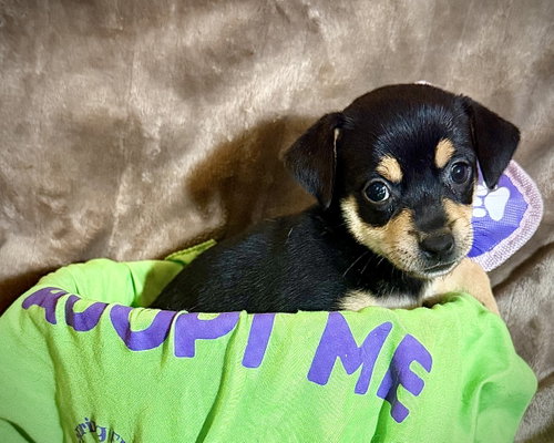 Estrella photo 2