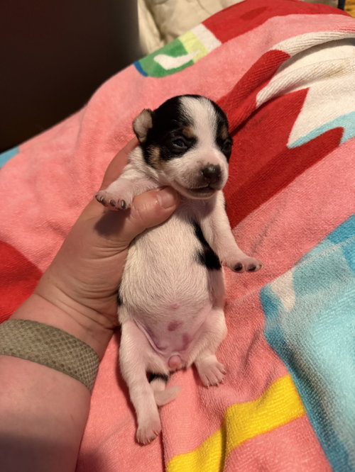Tanya- Cira'S Litter photo 4