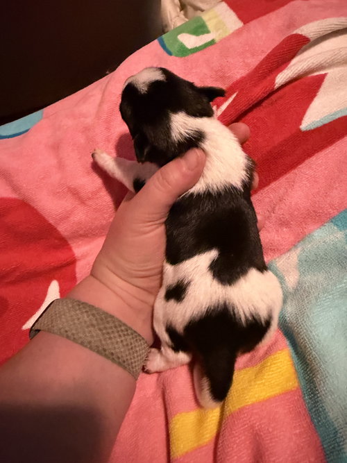 Tanya- Cira'S Litter photo 5