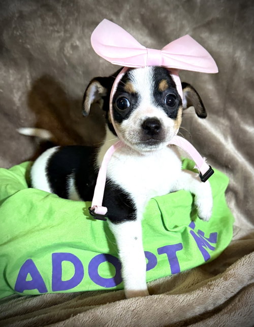 Tanya- Cira's Litter, an adoptable Rat Terrier in Holly Springs, NC