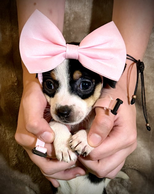Tanya- Cira'S Litter photo 2