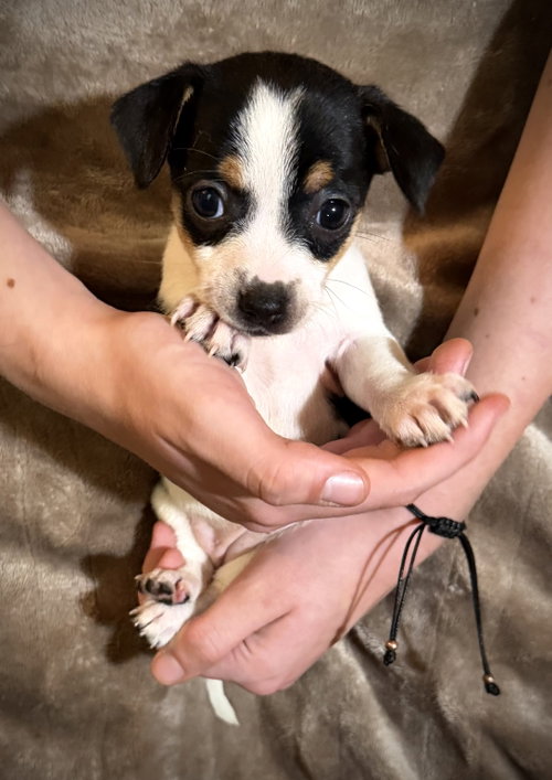 Tanya- Cira'S Litter photo 3