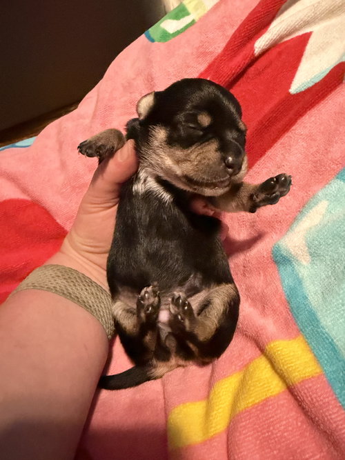 Flora- Cira'S Litter photo 5
