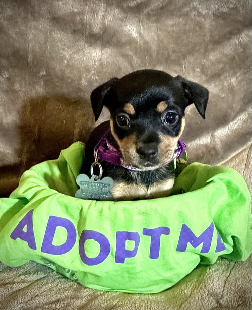 Flora- Cira'S Litter photo 4