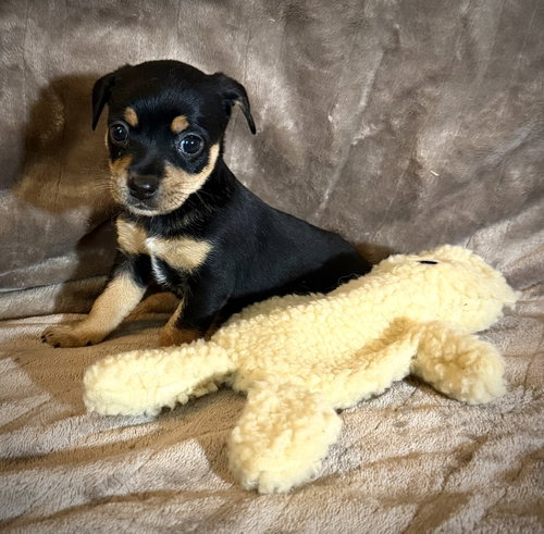 Flora- Cira'S Litter photo 2