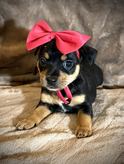 Flora- Cira's Litter, an adoptable Rat Terrier in Holly Springs, NC