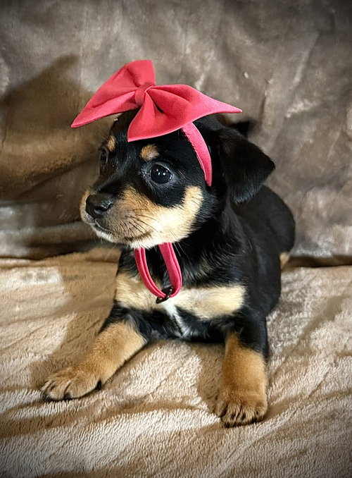Flora- Cira'S Litter photo 3