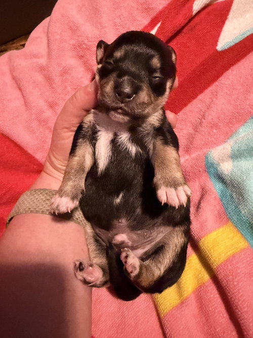 Antonio- Cira'S Litter photo 4
