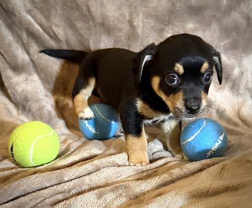 Antonio- Cira's Litter, an adoptable Rat Terrier in Holly Springs, NC
