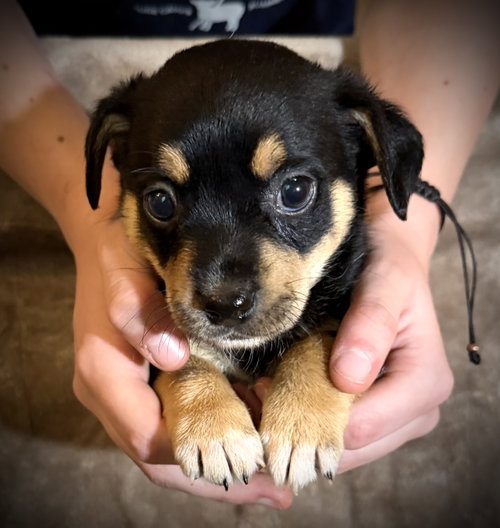 Antonio- Cira'S Litter photo 2