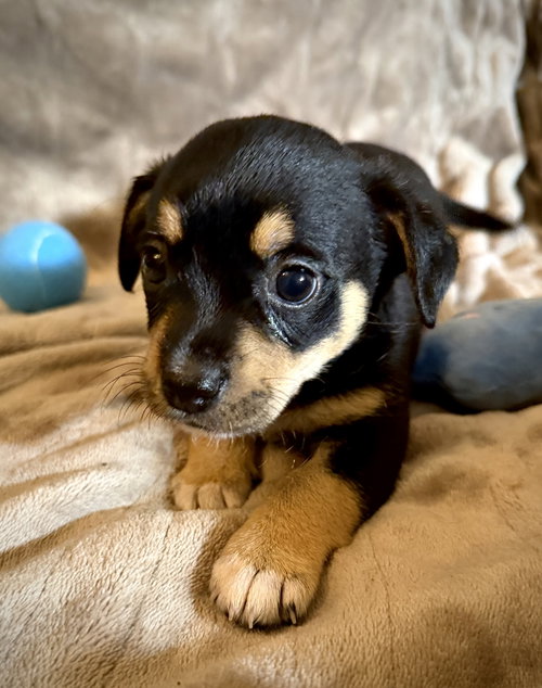 Antonio- Cira'S Litter photo 3