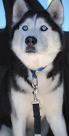 Wyatt-Adoption Pending