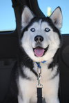 Wyatt-Adoption Pending