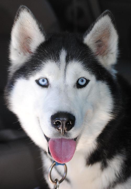 Wyatt-Adoption Pending