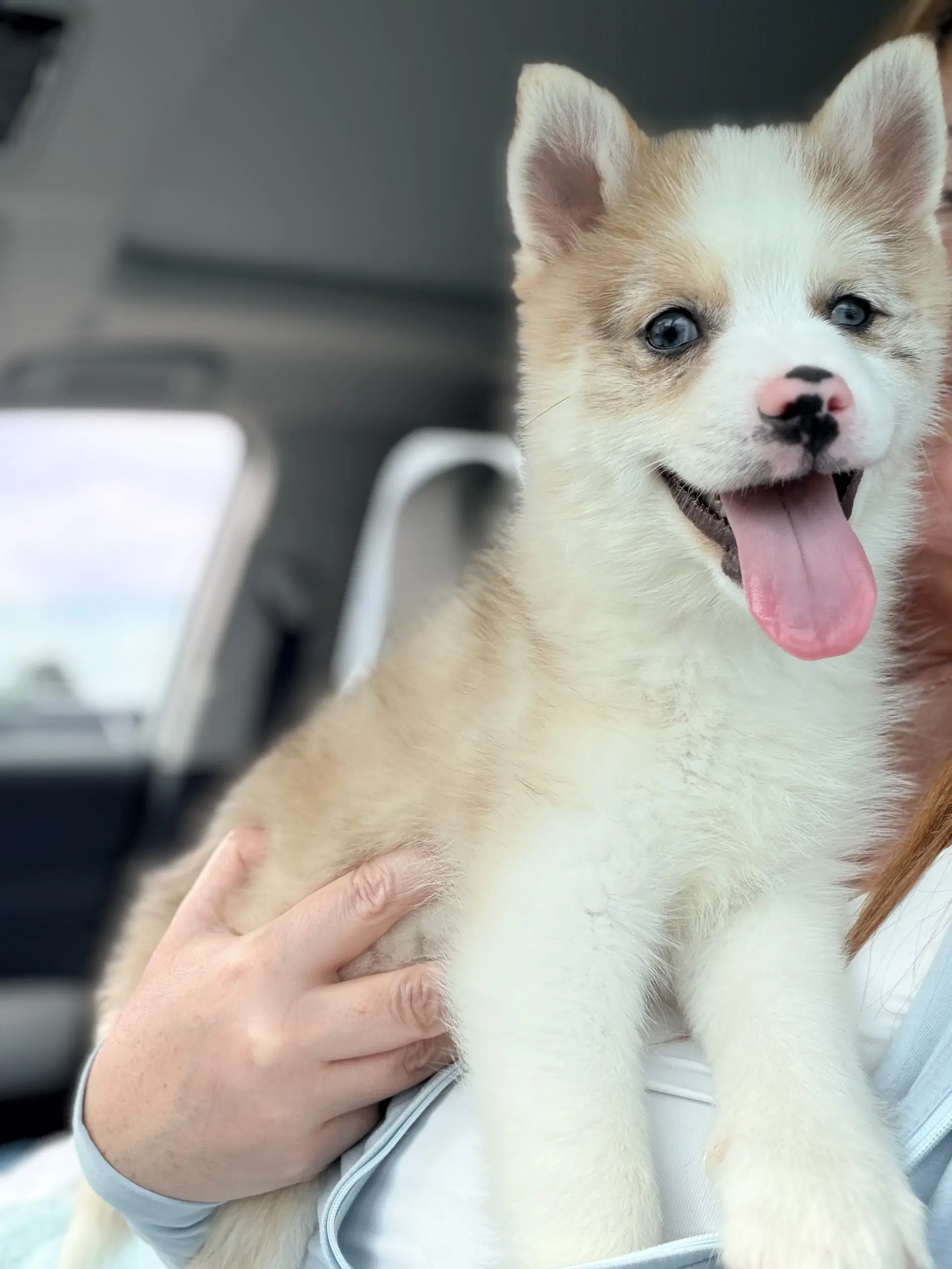 Murph - Pomeranian