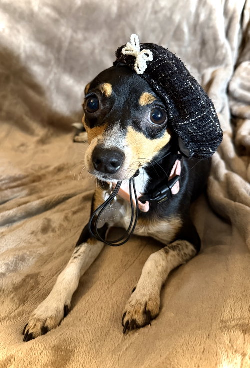 Cira, an adoptable Rat Terrier in Holly Springs, NC