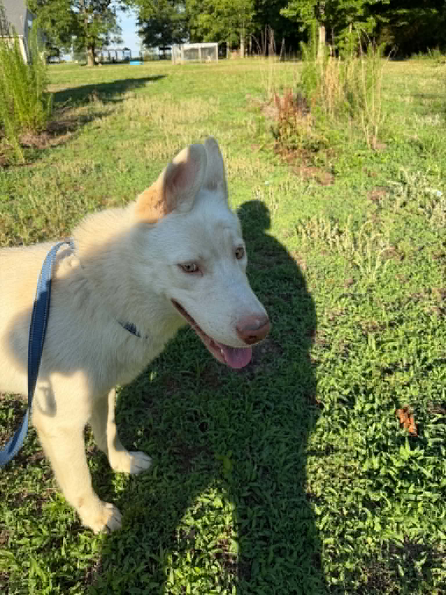Ghost - Husky