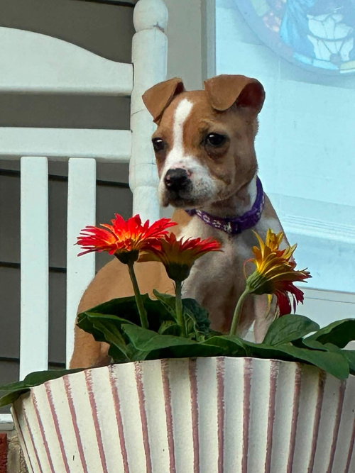 Betsy Ross, an adoptable American Staffordshire Terrier in Holly Springs, NC