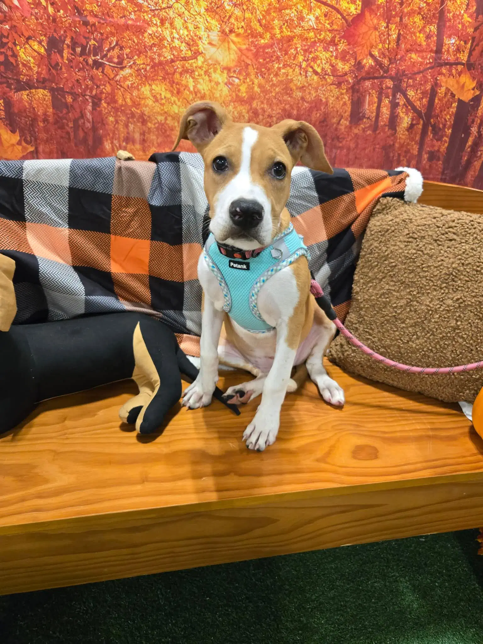 Betsy Ross - American Staffordshire Terrier