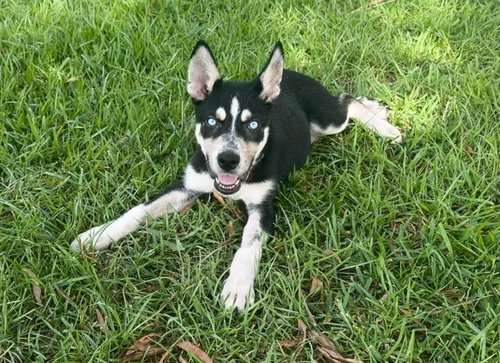 picture of the dog needing adoption