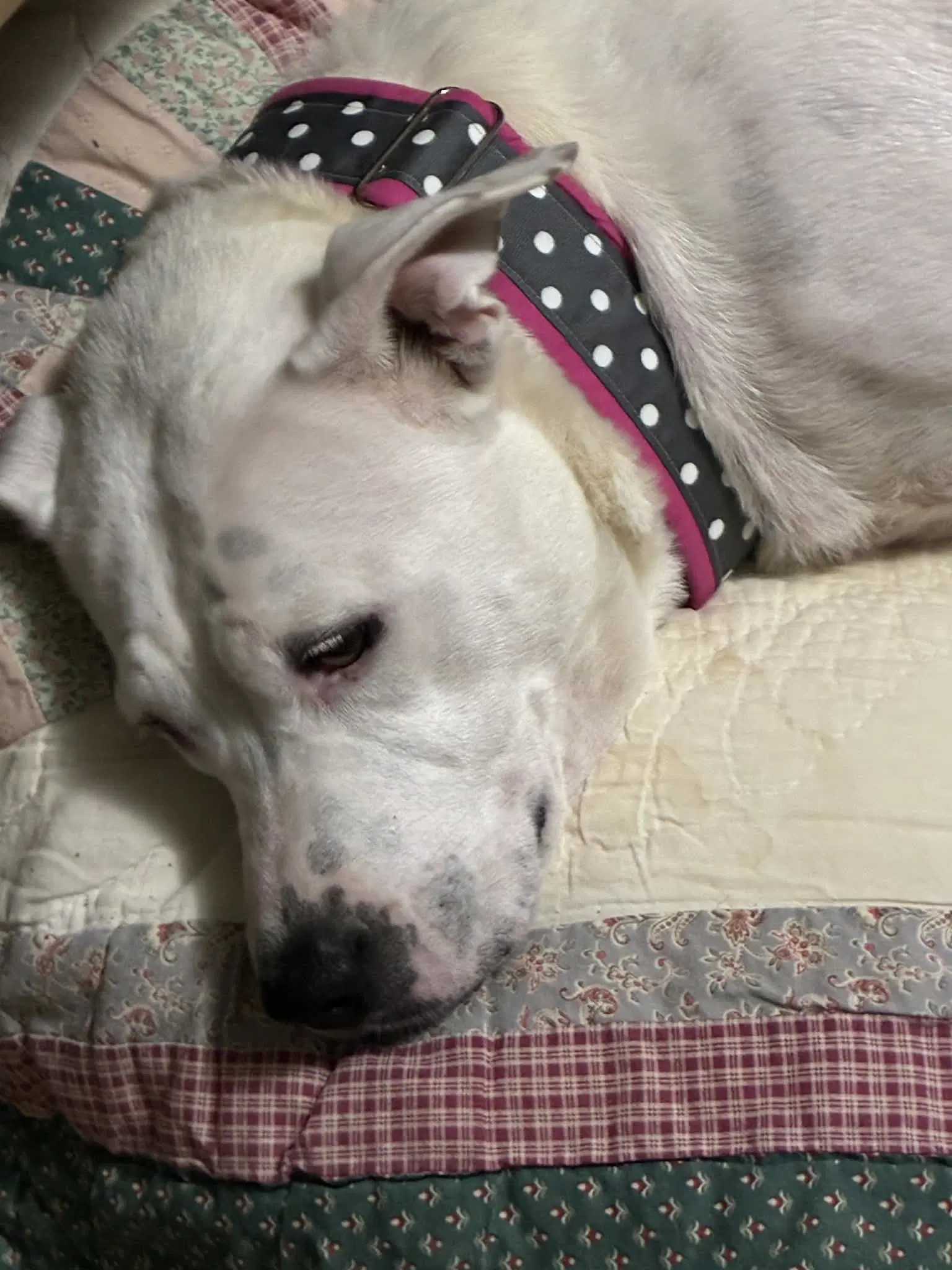 Baby Momma - American Pit Bull Terrier