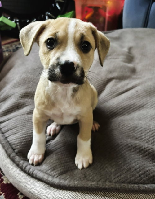 Nantahala aka Nani (Lake Litter)