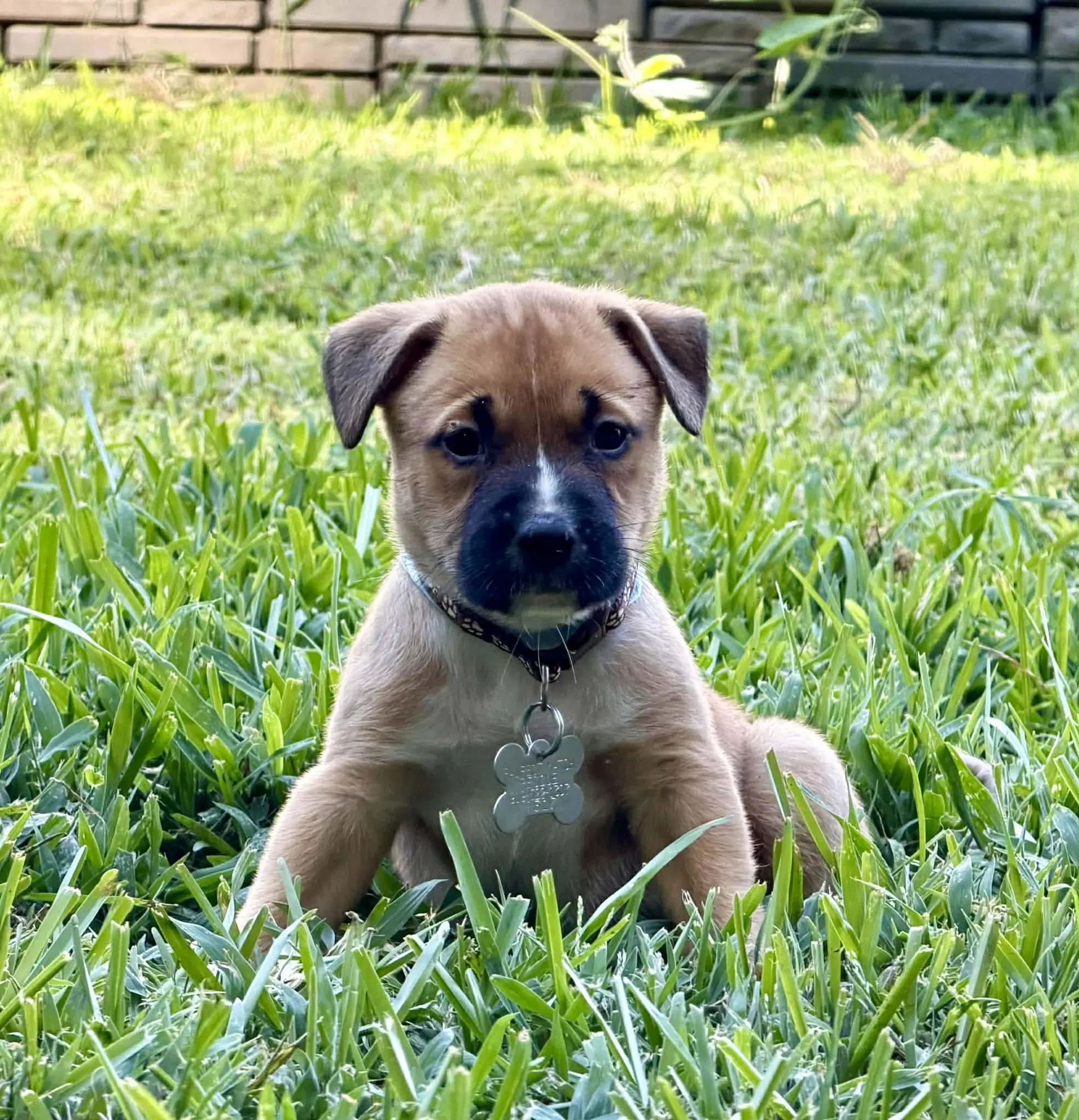 Gaston - American Pit Bull Terrier