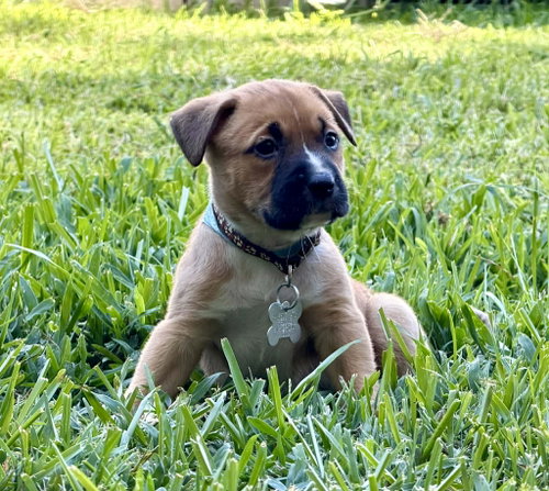 Gaston photo 2