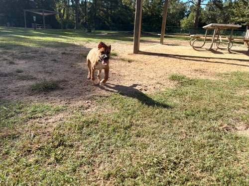 picture of the dog needing adoption