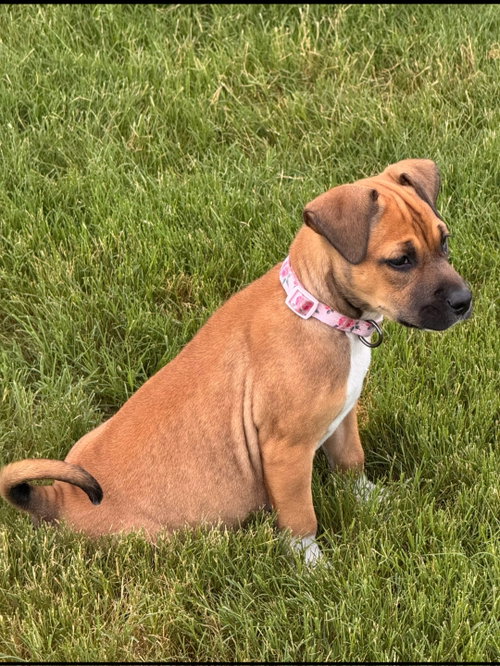 picture of the dog needing adoption
