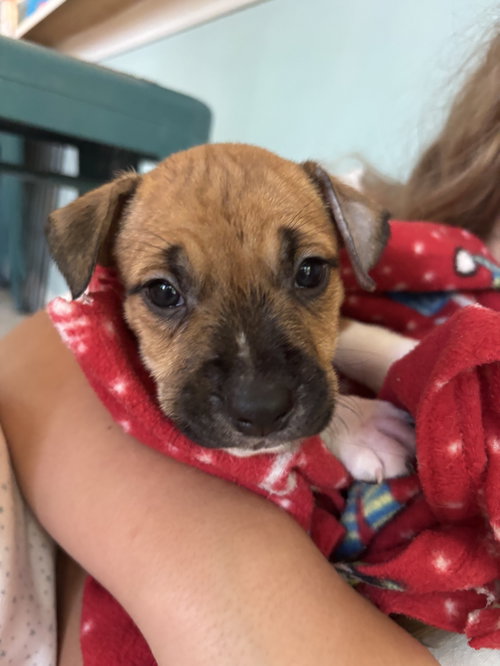 Norman (Lake Litter), an adoptable American Pit Bull Terrier in Holly Springs, NC