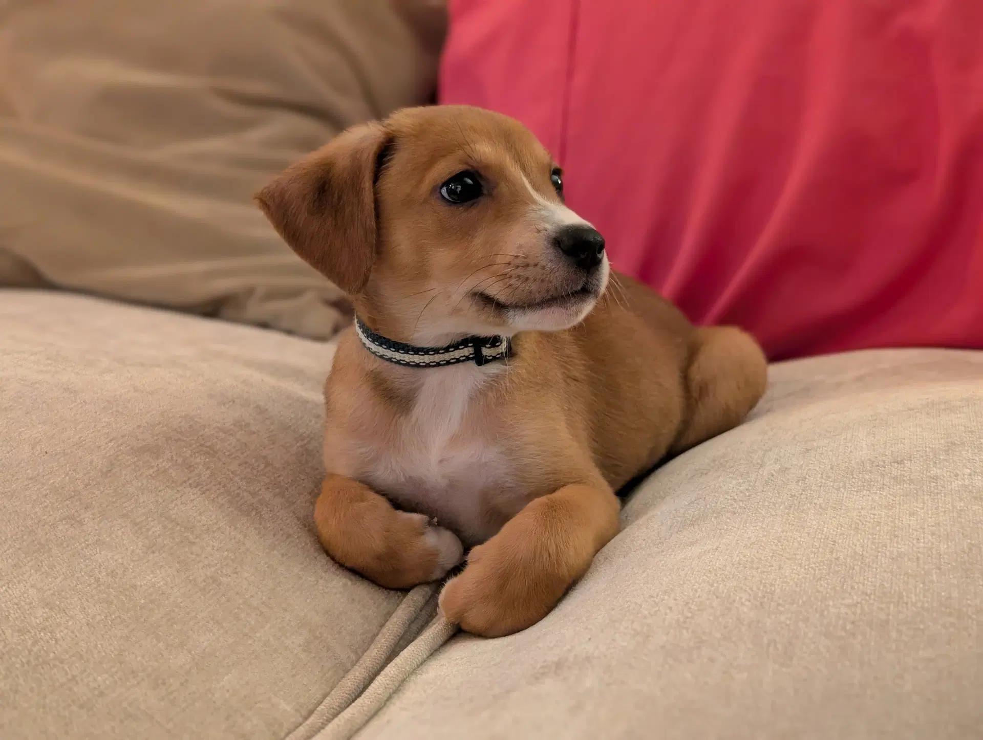 Luna H - Hound
