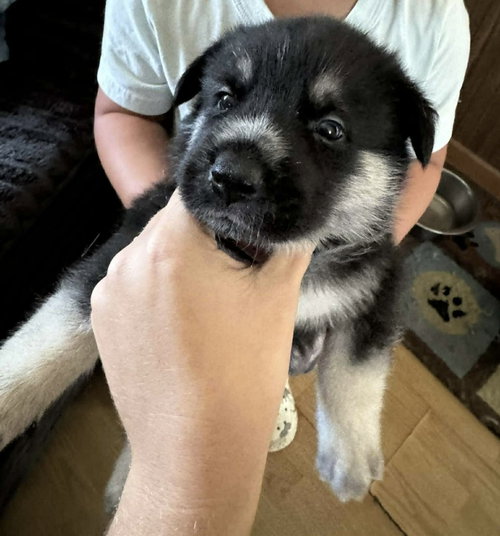 Howler (Soccer Litter)
