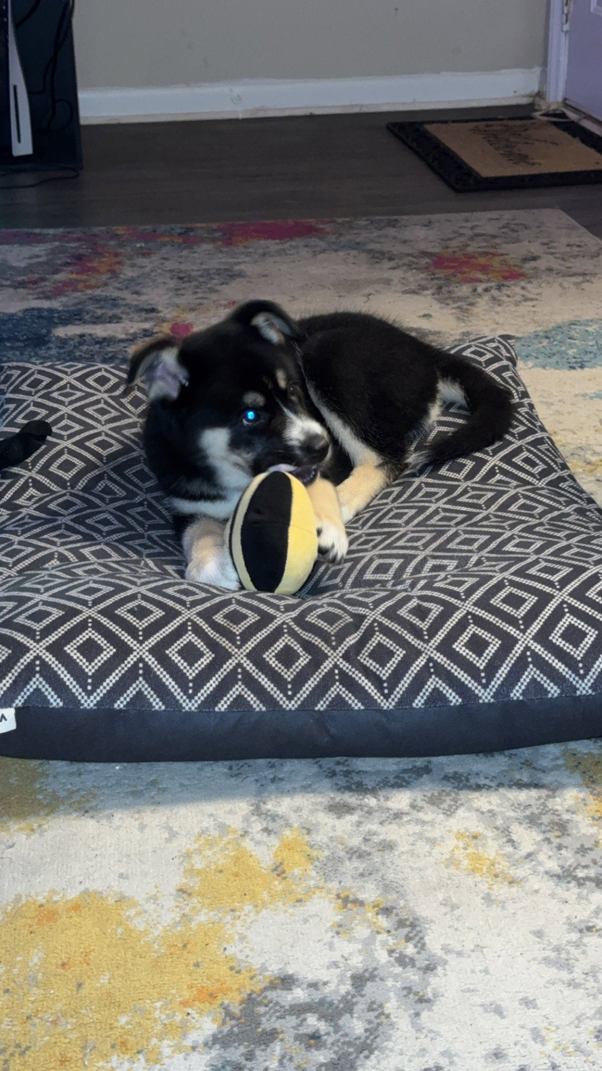 Gaffer (Soccer Litter), photo 13