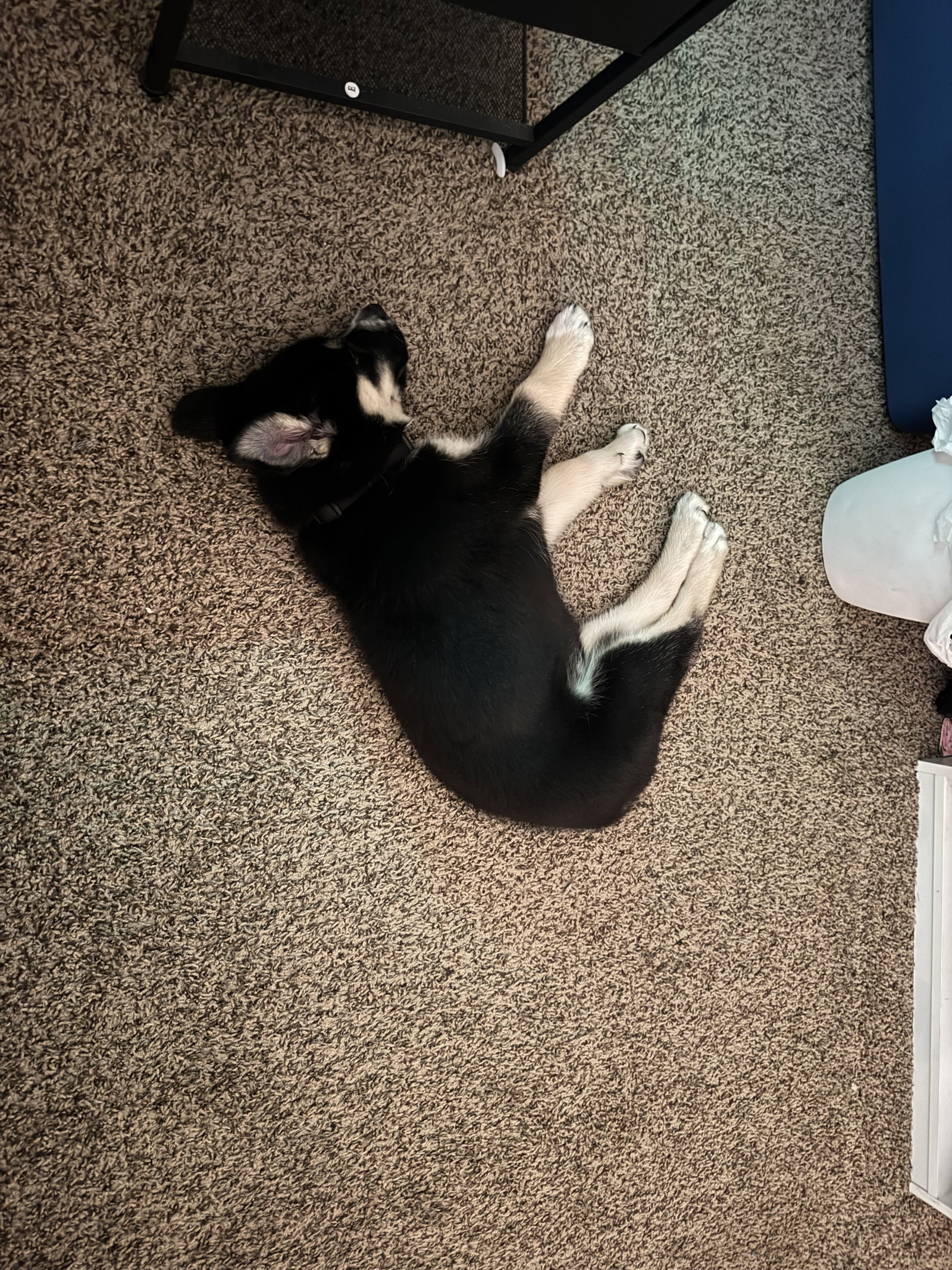 Gaffer (Soccer Litter), photo 14