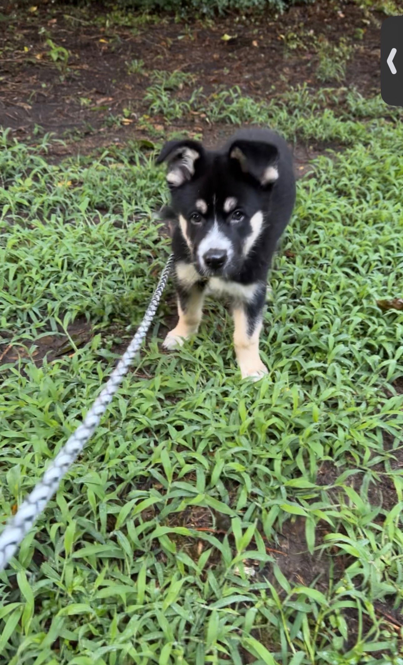 Gaffer (Soccer Litter), photo 10
