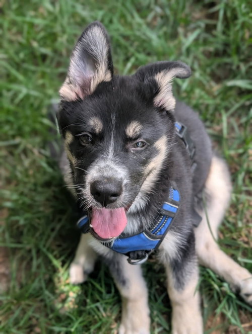 picture of the dog needing adoption