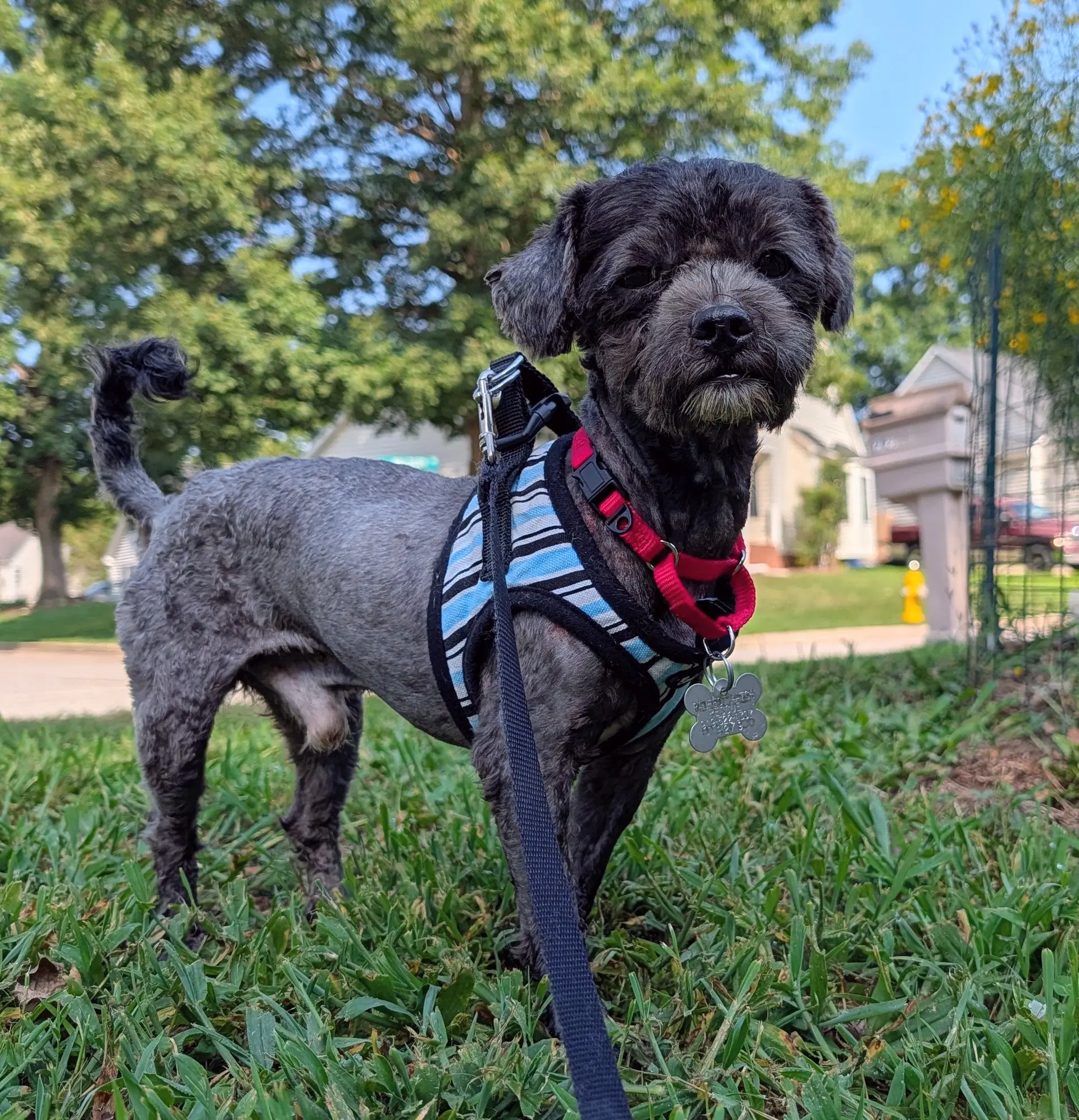 Sweet Pepper - Maltese
