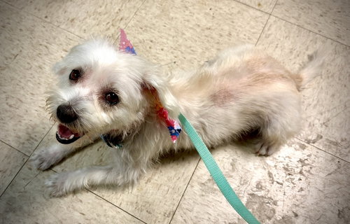 Luna, an adoptable Shih Tzu in Holly Springs, NC