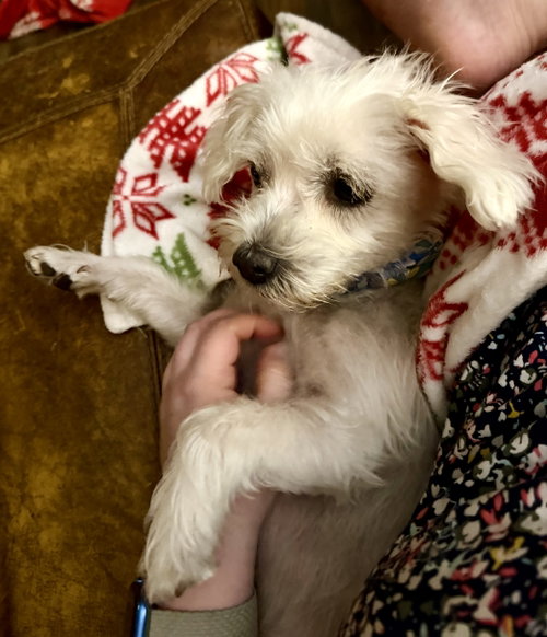 Little Luna photo 3