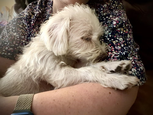 Little Luna photo 4